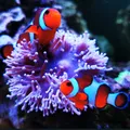 Acuario3D