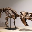 PSIT1.jpg Psittacosaurus Dinosaur v1