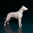 Argent-girl-cut-ears-001.jpg Argentino Dogo