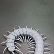 20260510_174112.jpg Scolopendra