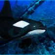 orca-en-agua.jpg killer whale (x5) + complete