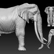 05.jpg Elephant African