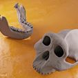 boisei-06.jpg Paranthropus boisei skull (Australopithecus)