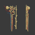 Nephron_Color.png 3D file Kidney Nephron Structure Anatomy・3D printing template to download