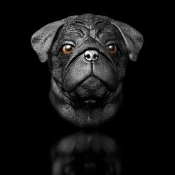 Shop2.jpg English Bulldog Pug Dog Head Portrait