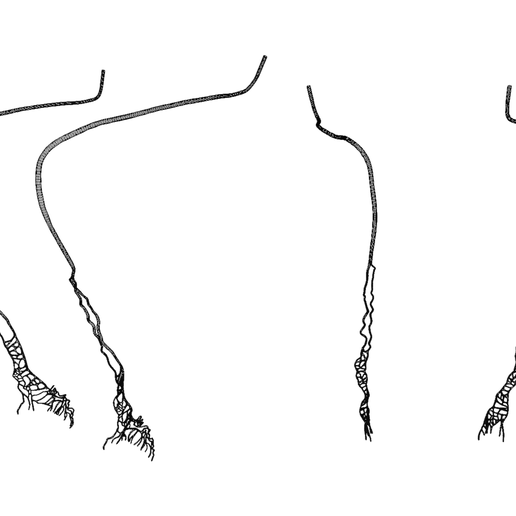 Male_Reproductive_System_wire_7.png Male Reproductive System Anatomy