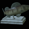 zander-open-mouth-tocenej-8.png fish zander / pikeperch / Sander lucioperca trophy statue detailed texture for 3d printing
