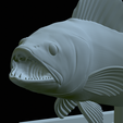 zander-open-mouth-tocenej-45.png fish zander / pikeperch / Sander lucioperca trophy statue detailed texture for 3d printing