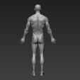 5.png Anatomically correct muscular male body Low and High Poly Low-poly 3D model
