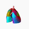 9.png Lower respiratory tract Lung 3D SEGMENTED in 19 PARTS