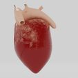 Corazon4D.jpg Human Heart model