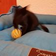 720X720-20180521-195142.jpg Kitty Cat Toy "Orbit Catcher"