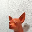 IMG-20250621-WA0030.jpg chihuahua dog head wall mount stl