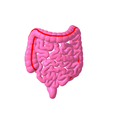 8.png Lower gastrointestinal tract segmented