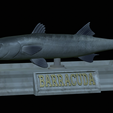 Barracuda-mouth-statue-20.png fish great barracuda / Sphyraena barracuda open mouth statue detailed texture for 3d printing