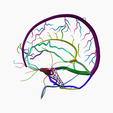 3.png DURAL VENOUS SINUS SEGMENTED MODEL
