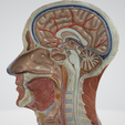 Head-neck-cross-section-1.png Head & Neck Cross-Section 3D Model – Brain, Brainstem, Nasal Sinus, Pharynx, Larynx, Muscle, Artery, Vein | High-Resolution Anatomy
