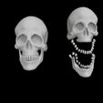 Skeleton-skull-bones.jpg Skeleton skull bones (34 bones teeth included)