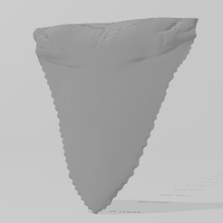 dente.png STL-Datei Megalodon-Haizahn・3D-druckbares Modell zum Herunterladen