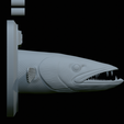 Barracuda-solo-model-21.png fish head great barracuda trophy statue detailed texture for 3d printing