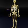human-skeleton-set-complete-separable-labelled-bone-names-parts-3d-model-blend-44.jpg Human skeleton set complete separable labelled bone names parts 3D model