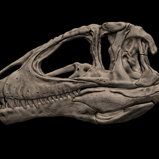 2.png 3D-печатная модель черепа кархародонтозавра