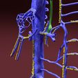 file-15.jpg Venous system thorax abdominal vein labelled 3D model