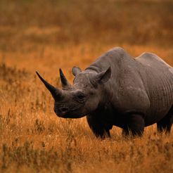 h-Rhino.jpg STL-Datei Pikante Lukenwaffen für ein Nashorn aus dem Bürgerkrieg kostenlos・Design für 3D-Drucker zum herunterladen