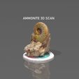 AMMONITE3DSCAN.jpg Free STL file Ammonite 3D Scan・3D printing design to download