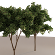 Tree-2.png Trees