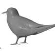 Common-tern4.png Common tern