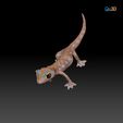 ZBrush2.jpg Namib Gecko -Pachydactylus rangaii-with full size texture + Zbrush Originals-STL 3D Print File-High Polygon