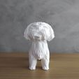 IMG_20211007_170416.jpg Low Poly Shih tzu