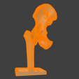 8.png 3D Hip Joint Anatomy Model
