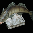 zander-trophy-17.png zander / pikeperch / Sander lucioperca fish in motion trophy statue detailed texture for 3d printing