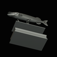 northern-pike-statue-box-1-2-1-22.png fish NORTHERN PIKE (ESOX LUCIUS) open mouth with storage space / for 3d printing