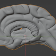 30.png 3D Model of Brain with Cerebellum and Brain Stem