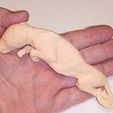 Thyla-in-hand1.jpg 1/2 Thylacine Tasmanian Tiger joey foetus fetus pup specimen apothecary