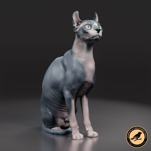 Sphynx cat