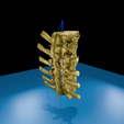 0006.png 逼真的胸椎与肋骨 3D 可打印解剖模型