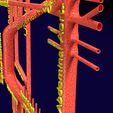 PS0052.jpg Human arterial system schematic 3D