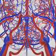 cerebrovascular,-brain,-face,-hemisphere,-willis,-dental,-neck,-vein,-artery,-head,-cerebellum,-vasc.png 3D 头颈部血管解剖图 - 动脉、静脉和脑血管系统