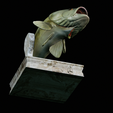 Bass-trophy-18.png Largemouth Bass / Micropterus salmoides fish in motion trophy statue detailed texture for 3d printing