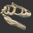 01.jpg Surophaganax fossilized skull