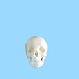 WhatsApp-Image-2021-03-27-at-10.42.41.jpeg Grinder grinder grinder cranium