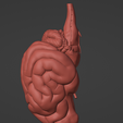 14.png 3D Model of Canine Brain with Arteries