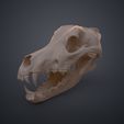 Canis_Lupus_3Demon.576.jpg Realistic Animal Skull Collection