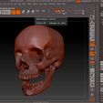 ZB-Model.jpg Skull 2