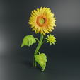 Ren1.png Sunflower