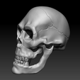 Capture05.png Detailed Human Skull,  PreSupported